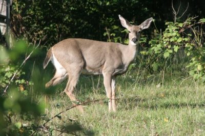 Deer Love