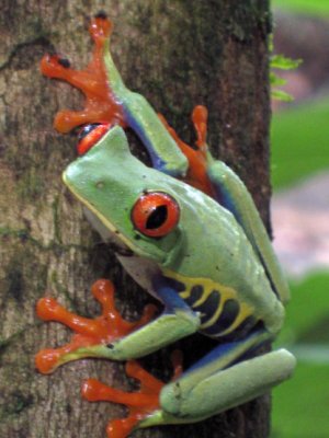 Green Frog in Costa Rica