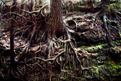 Roots