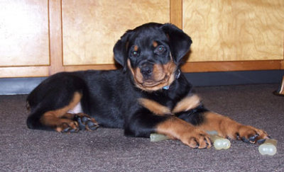A Litter vom Wilynholz 8 Weeks Individual Pics