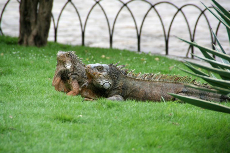 A couple of handsome iguanas who live in the park.