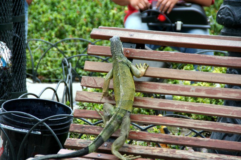 This green iguana was climbing up a park bench.