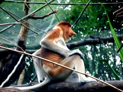 A proboscis monkey on display at the Singapore Zoo.