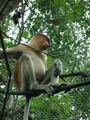 Female proboscis monkeys have smaller noses than males. The big nose is thought to be used to attract females.