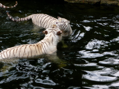 They are very rare and beautiful animals. Here are two in the water.