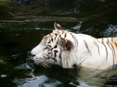 The white tiger exhibit at the Singapore Zoo is one of the most popular ones there.