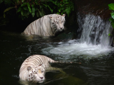These 2 tigers are enjoying the waterfall and the natural habitat by the Singapore Zoo.