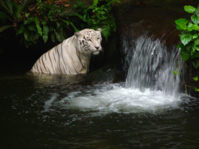 A mutated recessive gene causes the white coloration. Genes from both parents are needed to produce a white tiger.
