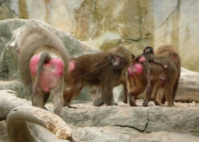 A baby baboon is on his mother's back with other baboons behind them. They are highly intelligent and social animals.