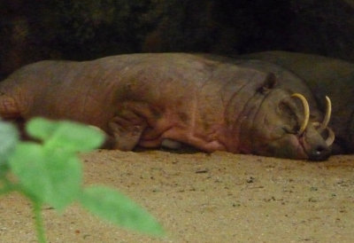 Babirusas are often mistaken for warthogs. A warthog's tusks are on the side of its snout, while the babirusa's are on top.