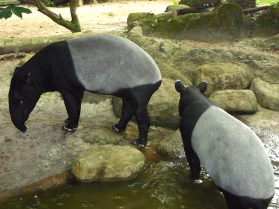 With it, they have a strong sense of smell. They also use the trunk for grasping food and other objects.