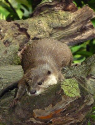 He looks otterly bored!
