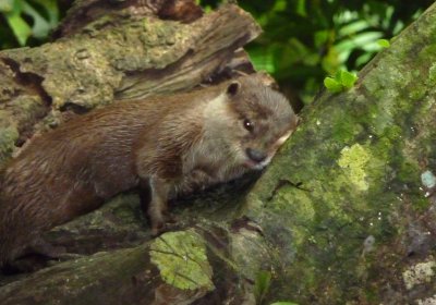 This very cute and sleepy otter was on display at the zoo. They are semi-aquatic fish eating mammals.