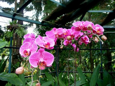 These orchids have fuchsia pink veins.