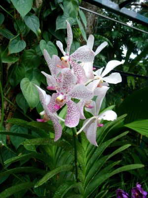 White orchids with subtle purple spots.