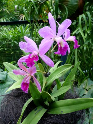 Purple and pink orchids.