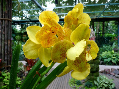 Yellow orchids spotted with orange.