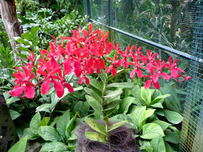 A cluster of red orchids.