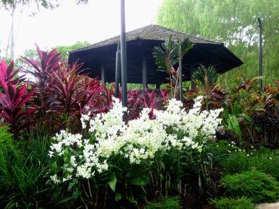 A cluster of white orchids found in the Tan Hoon Siang Mist House of the Singapore Orchid Garden.