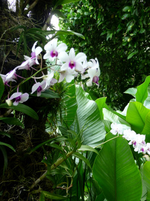 White orchids with a purple center.