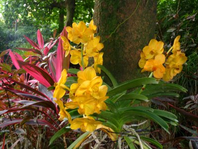 A cluster of yellow orchids.