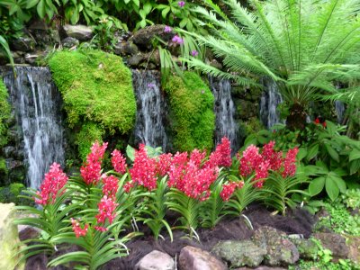 Salmon red orchids in front of some waterfalls.