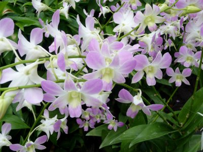 Pale purple orchids.