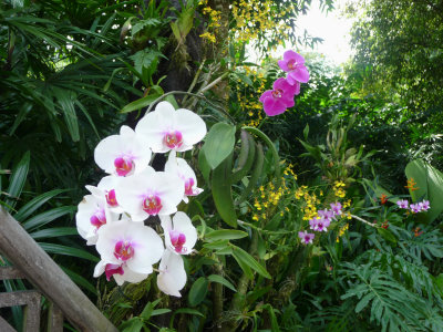 Since 1859, orchids have been closely associated with the Singapore Botanic Gardens.