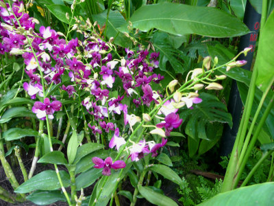 Many of the orchids originated from the orchid gardens' orchid breeding program, which began in 1928.