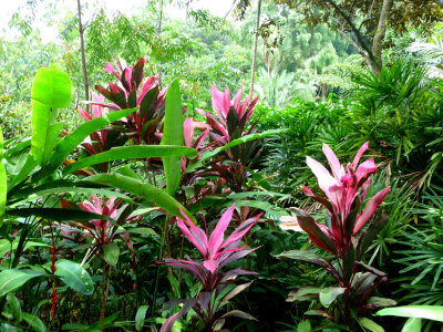More exotic plants in the bromeliad collection.
