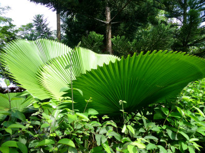 This beautiful fern could only grow in a tropic climate such as in Singapore.