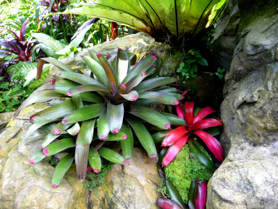 These plants are found in the Yuen-Peng McNeice Bromeliad Collection of the National Orchid Garden of Singapore.