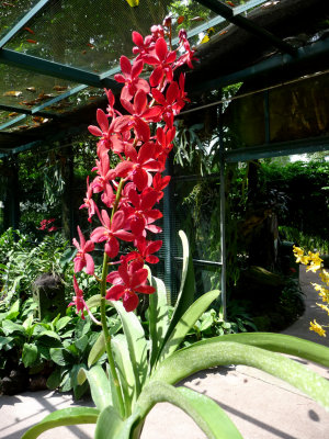 Bountiful red orchids.