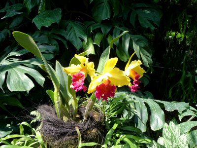 Yellow orchids with a dark salmon center.