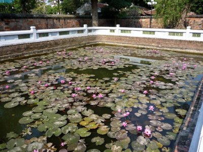 A lily pond at the Quan Thanh Temple.