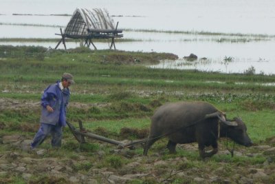Close-up of the rice farmer plowing his field with his oxen.