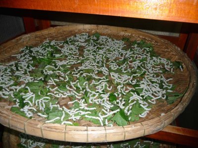 The silkworms breeding.  I was given the standard tour with the ultimate intention to sell me something!