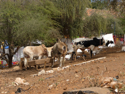 Cows on along the pathway on the hill.