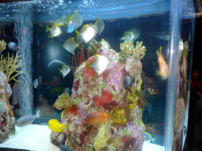 A colorful aquarium adorns the cafe.