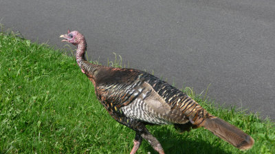 I spotted this turkey outside of the Old Orchard Museum.