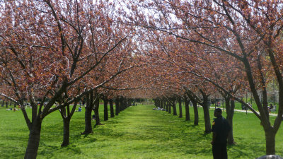 A row of trees that were starting to bloom.