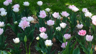 Some gorgeous pink and white tulips.