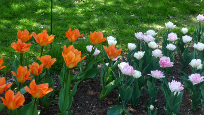 These stunning orange tulips were next to the pink and white ones.