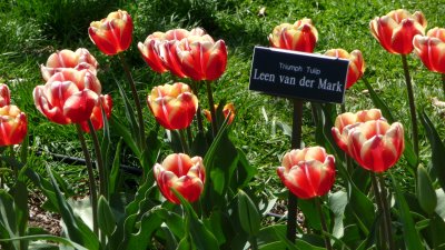 These red, yellow and white tulips are called Triumph Tulip Leen van der Mark.