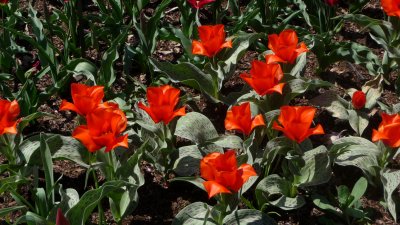 Red tulips at their peak.