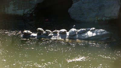 These tortoises were lined up on a rock.