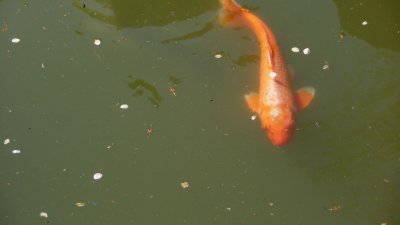 The pond is stocked with many large carp.