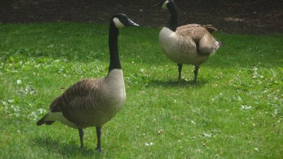 Close-up of two geese.