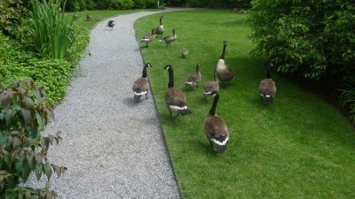 As I was walking down the garden path, these geese were running away from me!