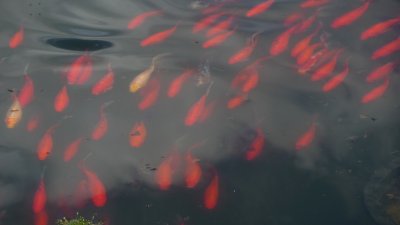 Orange carp swimming in the lotus pond.